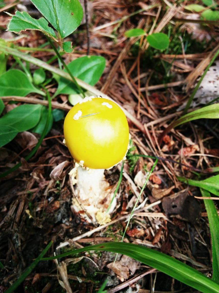 Yellow Fly Agaric