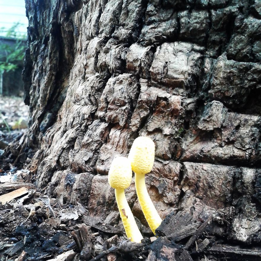 Tiny Yellow Mushrooms