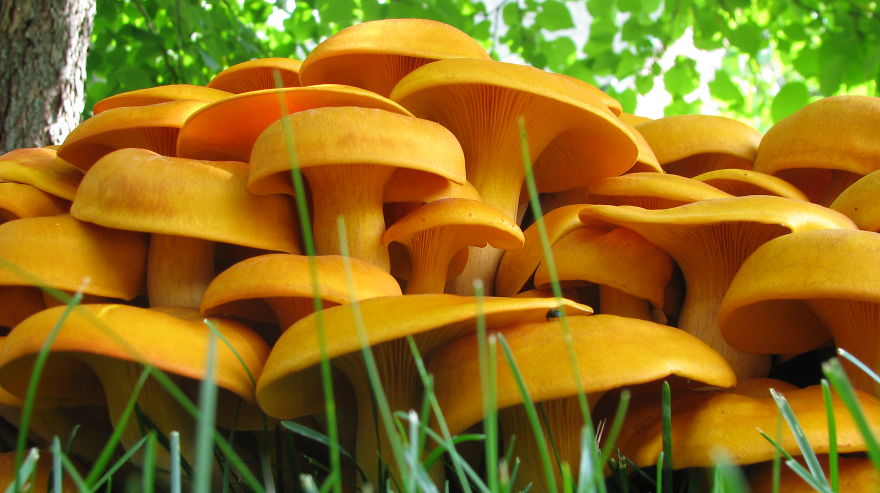 Omphalotus Olearius: Jack O' Lantern