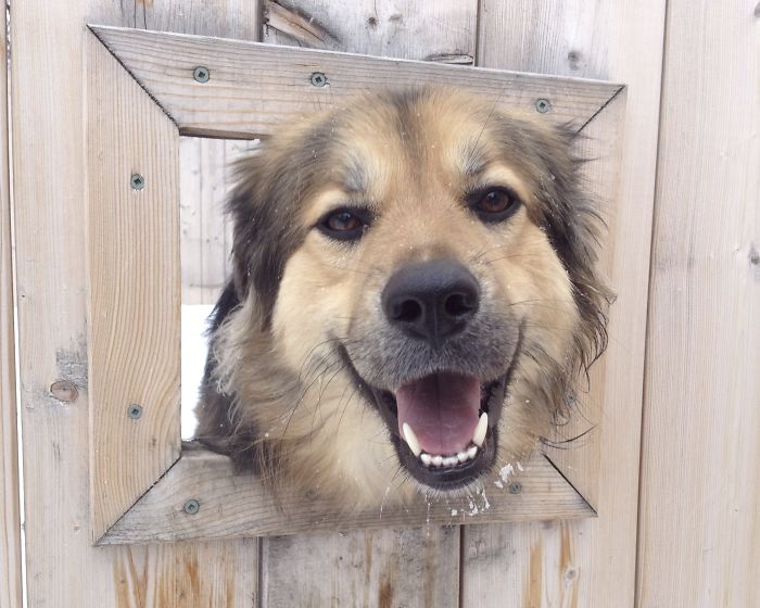 Pudgydog: Hello Juno!