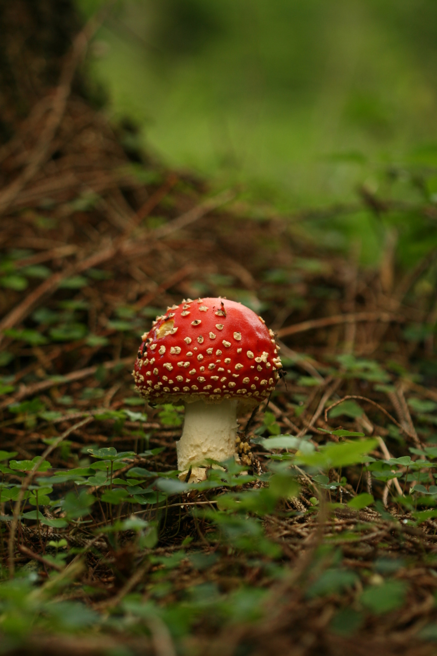 Amanita Muscaria