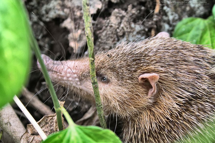 Tenrec Ecaudatus, Malagasy Hedgehog