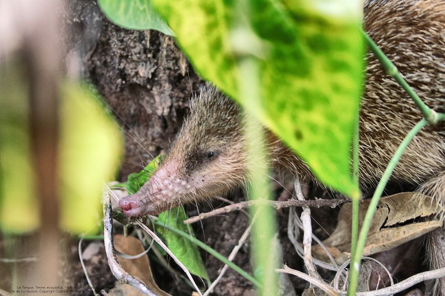 Tenrec Ecaudatus, Malagasy Hedgehog