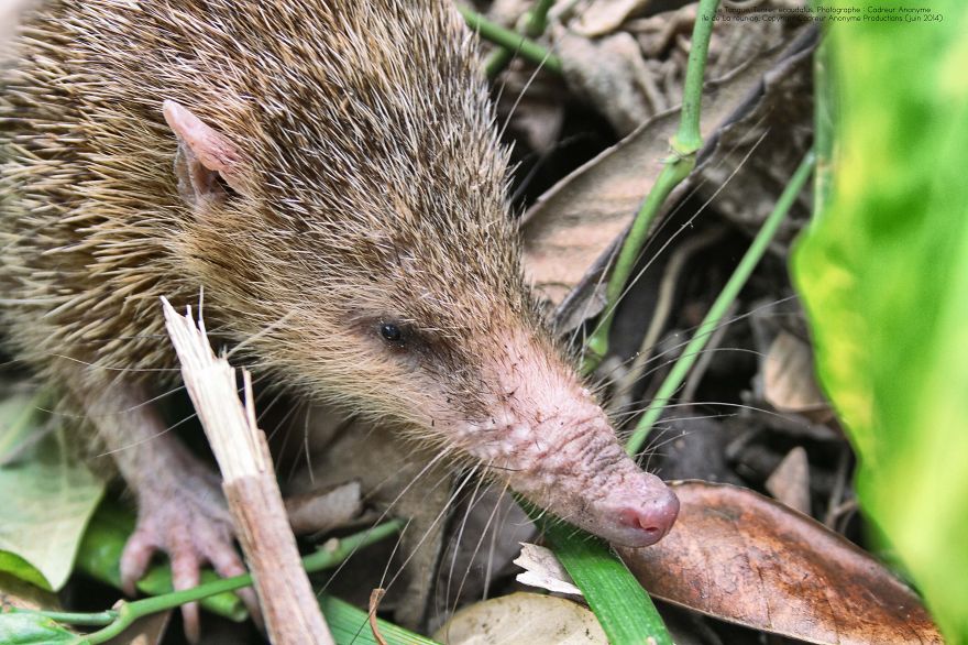 Tenrec Ecaudatus, Malagasy Hedgehog