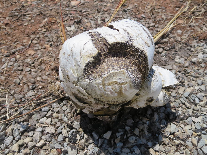 Pushing Thru The Bitumen...so Strong!