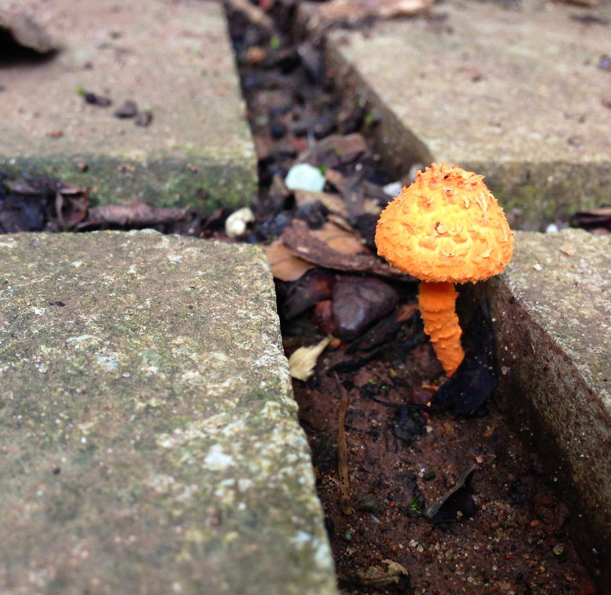 Agaricus Trisulphuratus