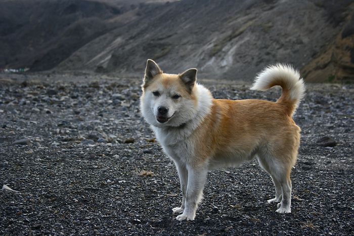 Lappi, Icelandic Sheepdog