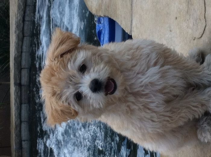 Bentley... Happy Puppy