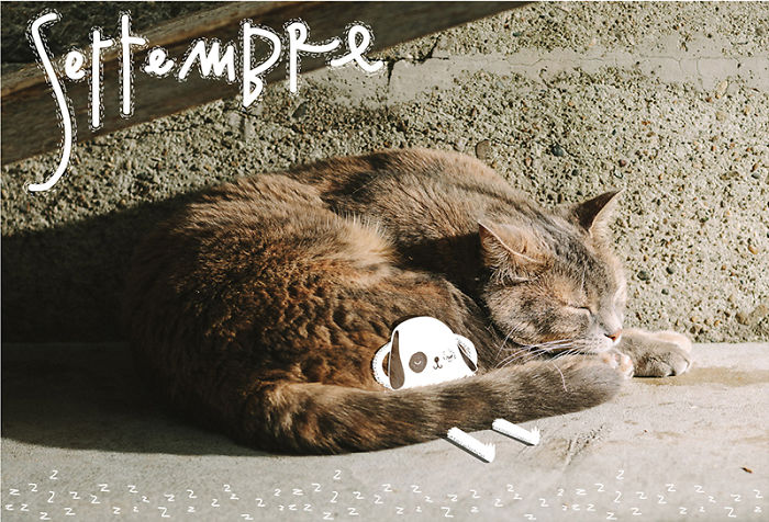 It's A Cat's World: I Made A Calendar For Those Who Like Little Furry Things (Except For Fur Coats) It's A Cat's World: I Made A Calendar For Those Who Like Little Furry Things (Except For Fur Coats)