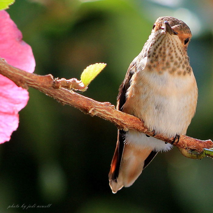You Wanna Piece Of Me??? Allen's Hummingbird