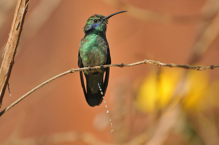 Unspecified Hummingbird - Photo Taken By Hagen Schmid