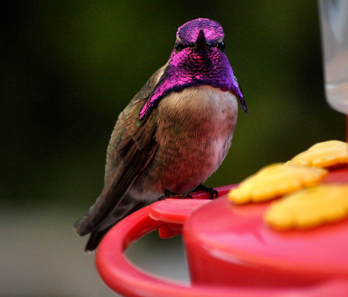 Male Costa's On Feeder Perch