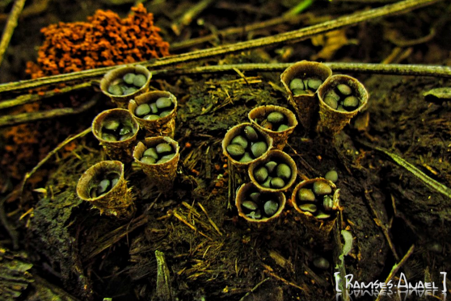 Miniature Spa Stones