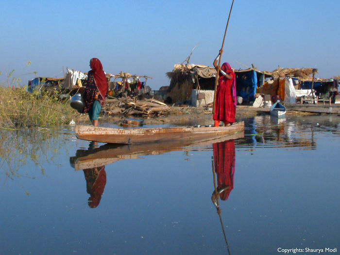 Morning Search - Nal Sarovar, Gujarat, India.