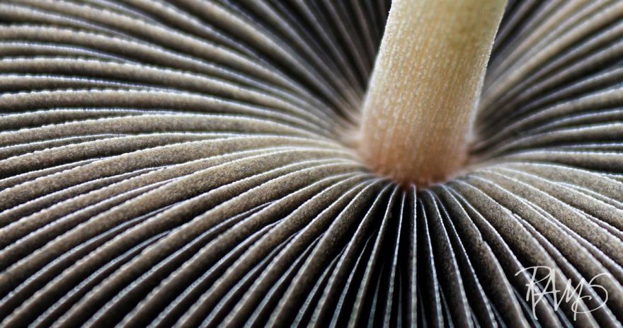 Nature's Perfect Lines