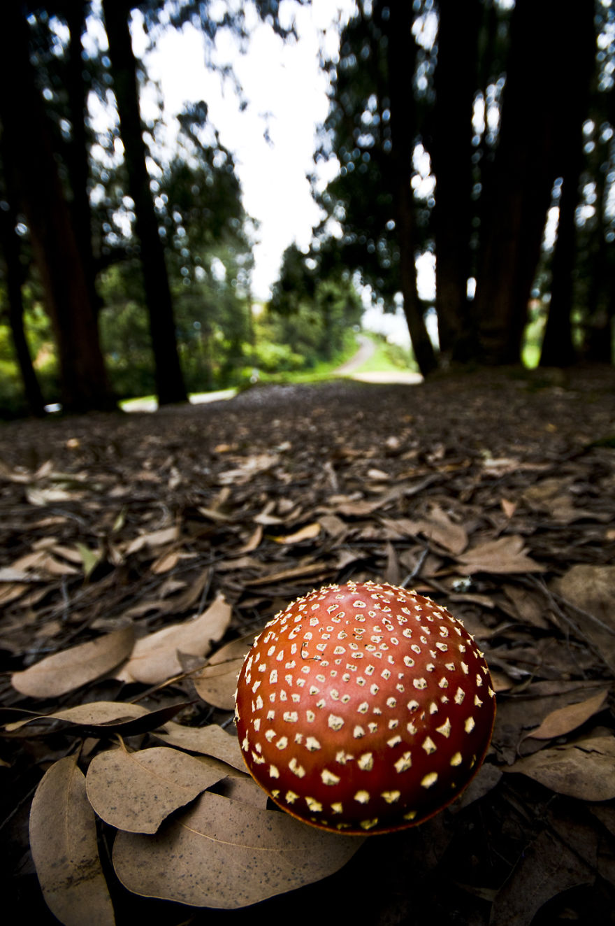 Wonderland Mushroom