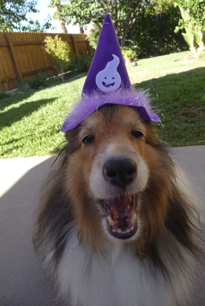 Penny's Halloween Party!