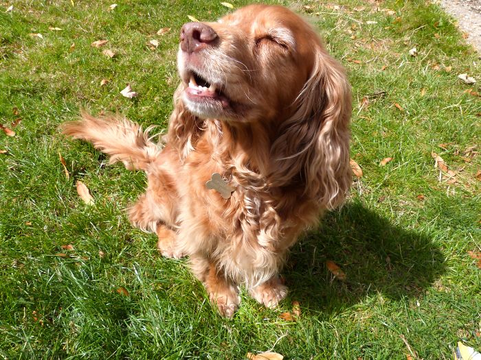 Ruby - The Happiest Spaniel ♡
