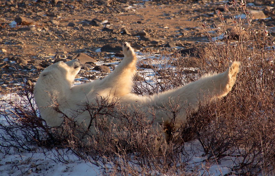 18 Photos That Show Why Bored Polar Bears Are Awesome 18 Photos That Show Why Bored Polar Bears Are Awesome