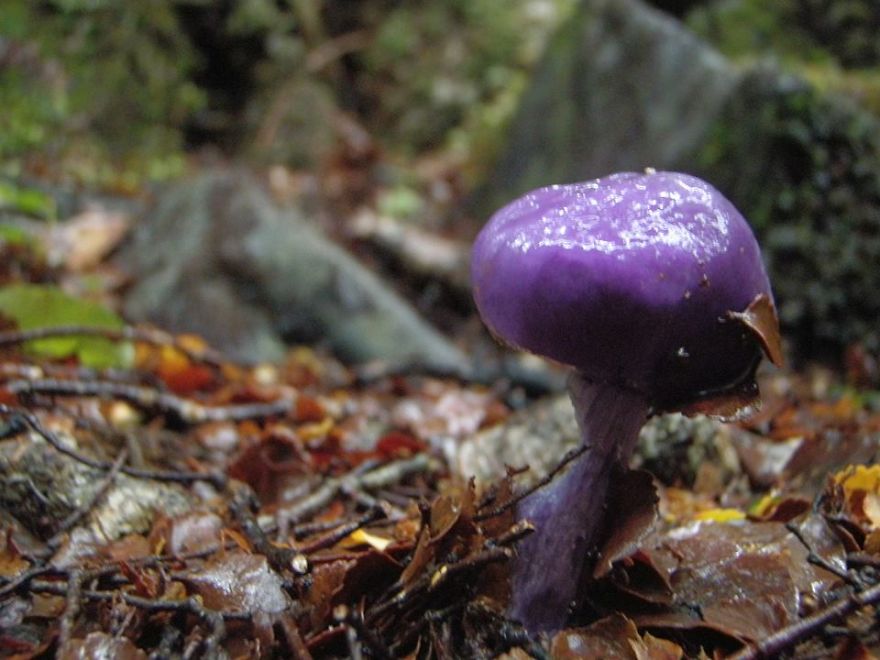 Purple Mushroom From New Zealand