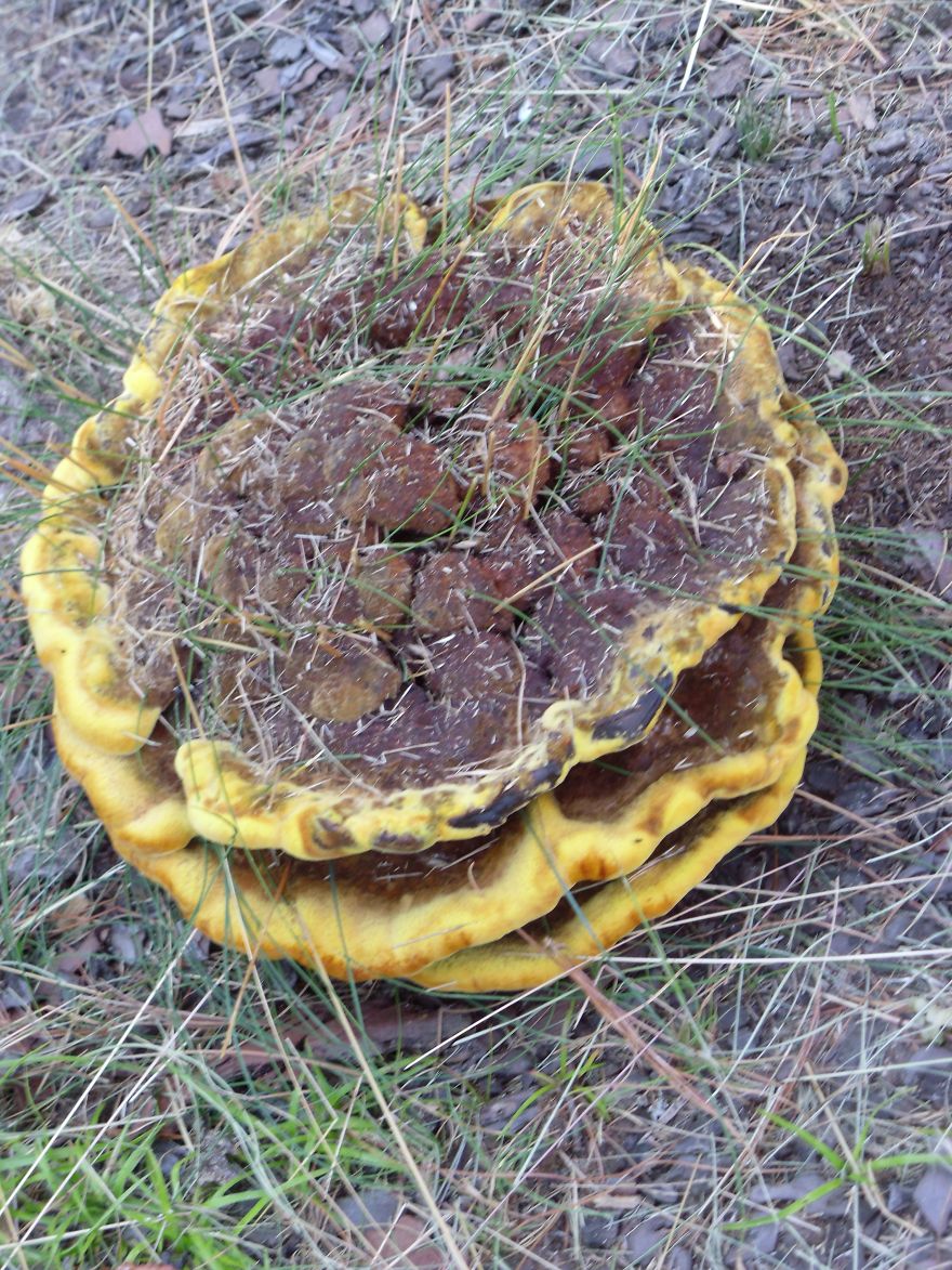 Pancakes With Nutella?