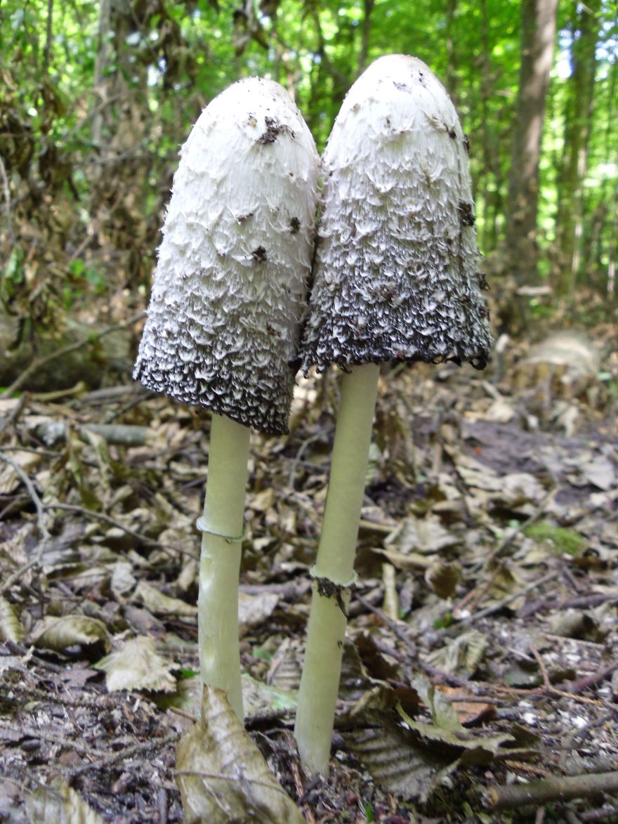 An Old Married Couple