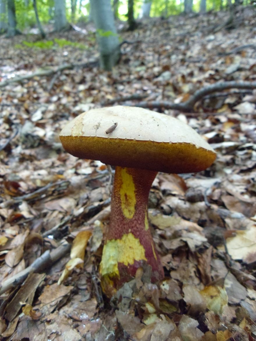 Boletus Satanas