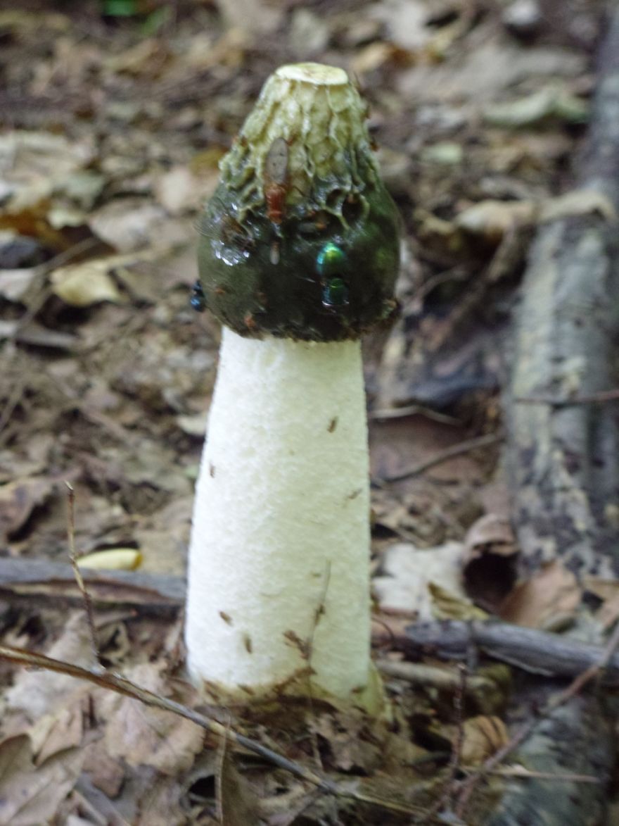 Phallus Impudicus