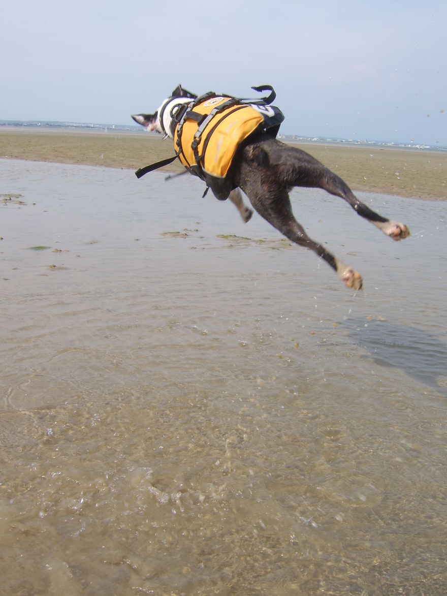 Could Be A Cat ... With A Jetpack?!