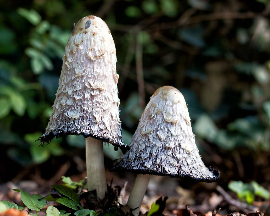 Shaggy Ink Cap