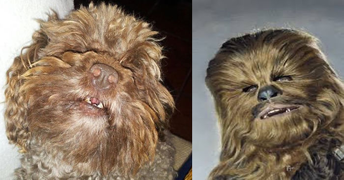 Chewbacca Dog