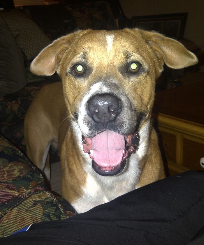 Thor - Rescued Life Is Good!