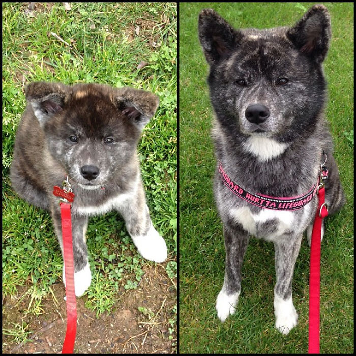 Tora Eien No Ai (brindle Akita Inu) March 2012 October 2013