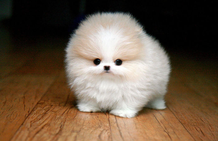 Dog That Looks Like A Pom Pom