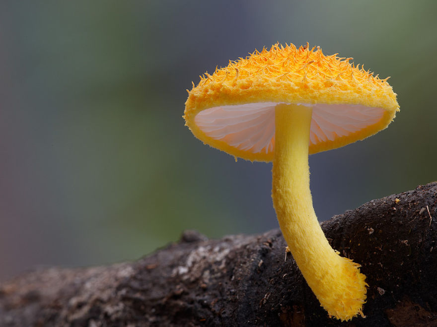 Yellow Mushroom