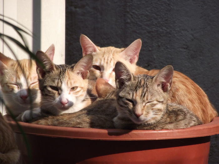 Potted Cats