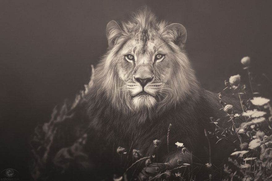 africa-souls-zoo-photography-manuela-kulpa-3 africa-souls-zoo-photography-manuela-kulpa-3