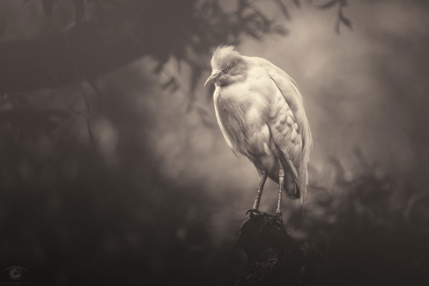 africa-souls-zoo-photography-manuela-kulpa-5 africa-souls-zoo-photography-manuela-kulpa-5