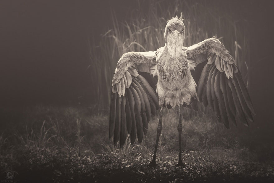 africa-souls-zoo-photography-manuela-kulpa-8 africa-souls-zoo-photography-manuela-kulpa-8