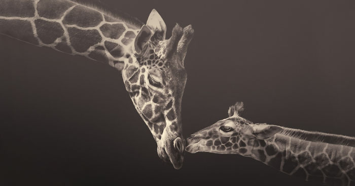 Soulful Photographs Of Zoo Animals By Manuela Kulpa