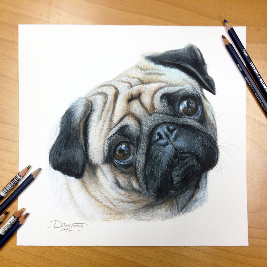 Expressive pencil drawing of a pug by Dino Tomic, showcasing realistic details and artistic expertise. Expressive pencil drawing of a pug by Dino Tomic, showcasing realistic details and artistic expertise.