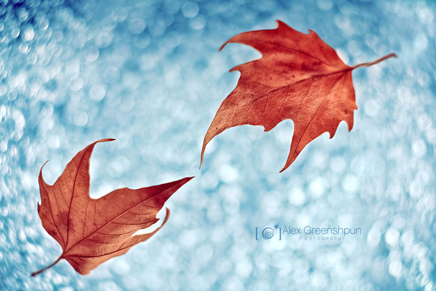 autumn-photography-alex-greenshpun-17