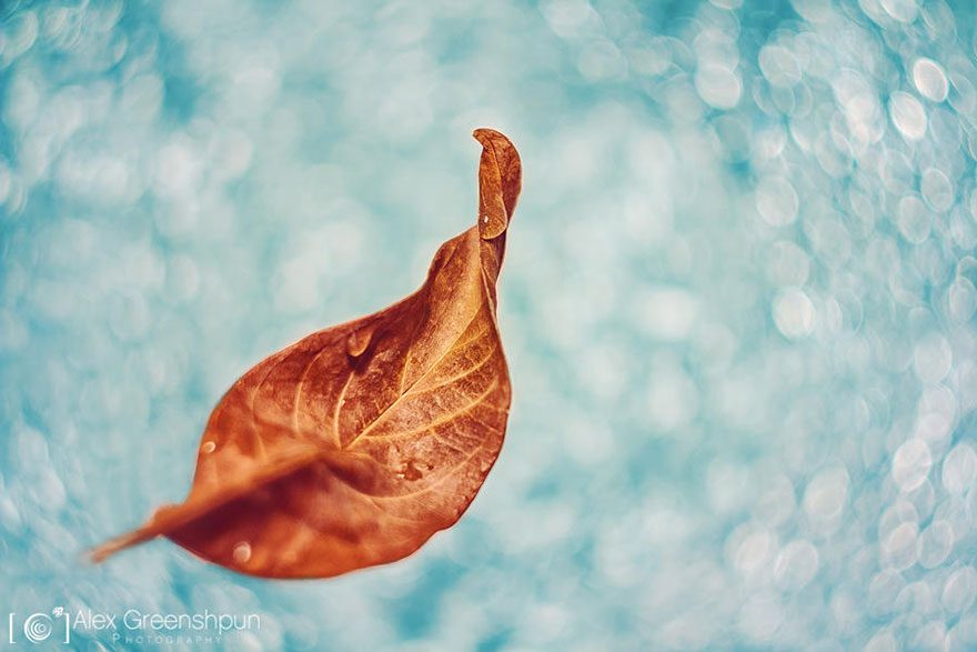 autumn-photography-alex-greenshpun-2