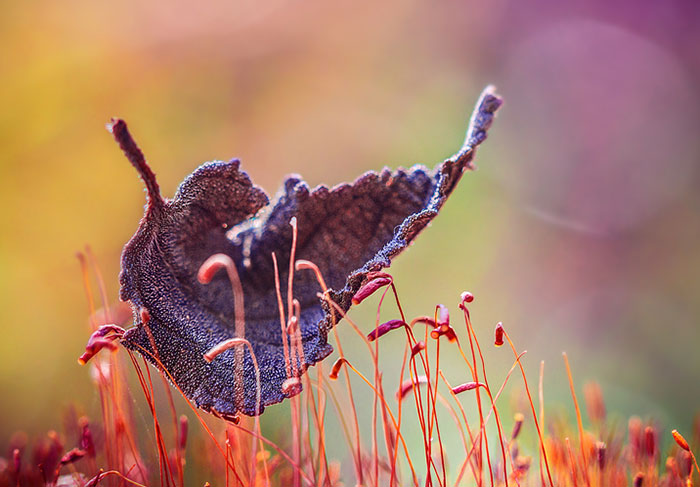 The Magic Of Fall Captured By Alex Greenshpun