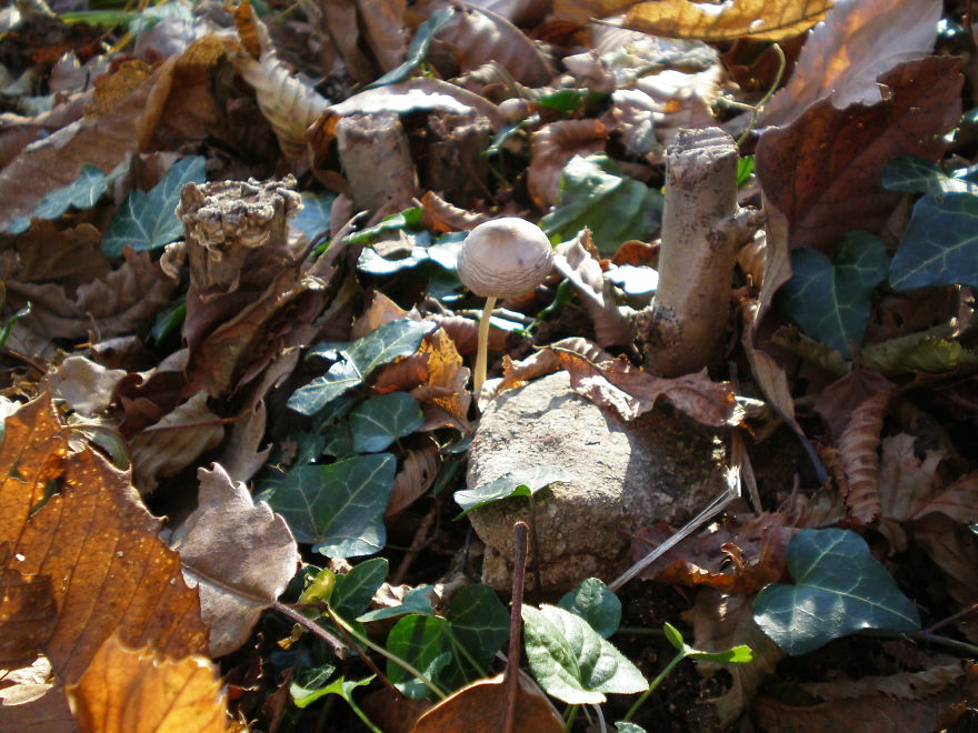 Autumn Mushroom