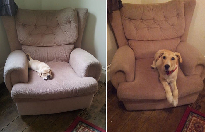 Chewie At Six Weeks And Four Months