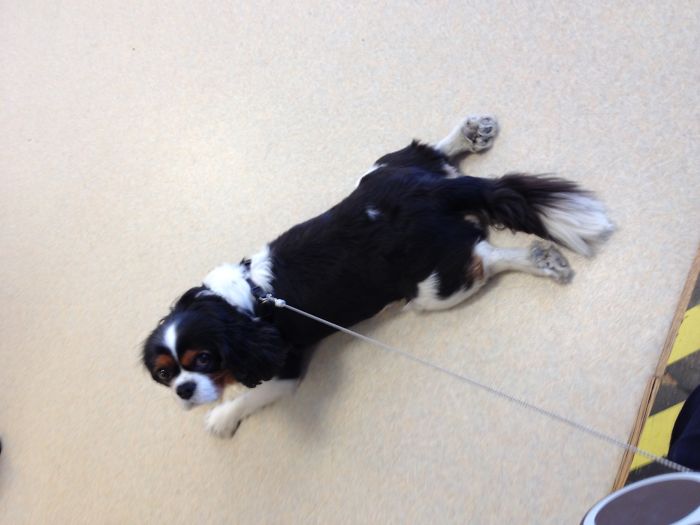 Marco Is Just Chillin' On The Floor