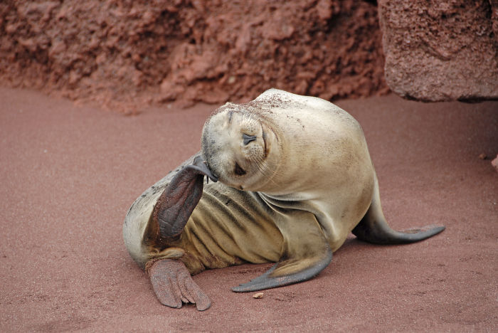 Rabida Galapagos Sealion