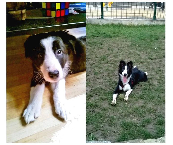 Boomer, From 2 Months To 1 Year Old