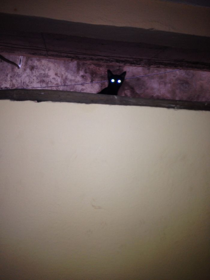 The Ghost Cat